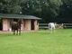 Stables and paddock Stables and paddock
