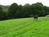 Callington