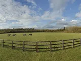 Plantation Stud, Newmarket, Suffolk, CB8 7LJ