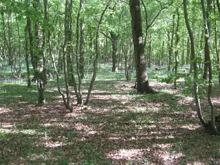 Wood4 12905_24501693_IMG_14.jpg